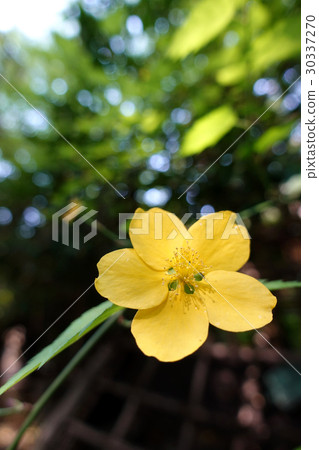 黃花 黃花 30337270