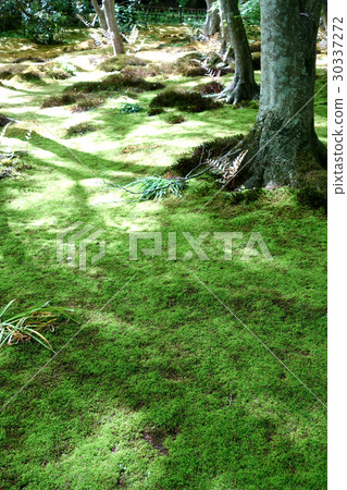 苔蘚花園 苔蘚花園 30337272