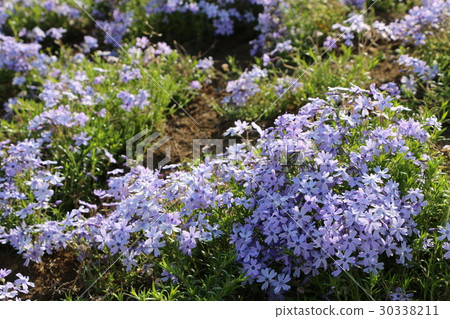 地面粉紅色 30338211