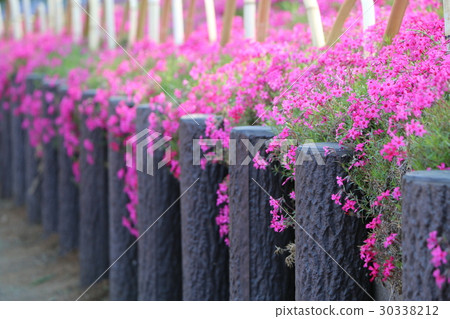 地面粉紅色 地面粉紅色 30338212