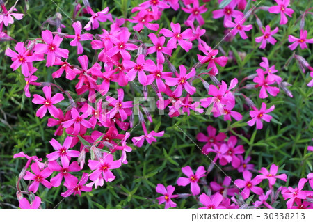 Shibazakura 30338213