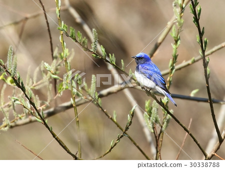 奧里 奧里 30338788