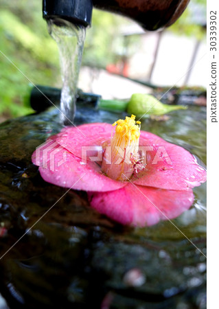 茶花 茶花 30339302