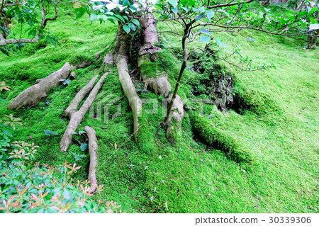 Tree root Tree root 30339306