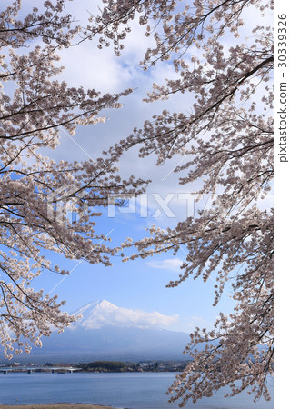 河口湖富士山和櫻花 30339326