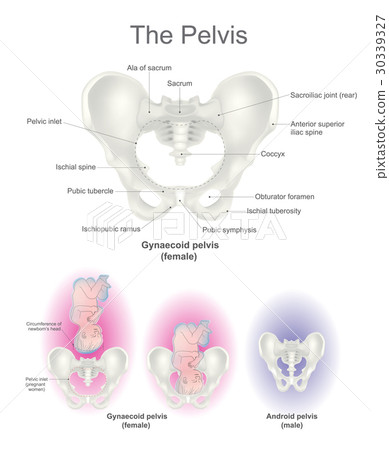 The pelvis. The pelvis. 30339327