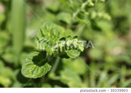 Buds of Tatsuna Miso 30339903