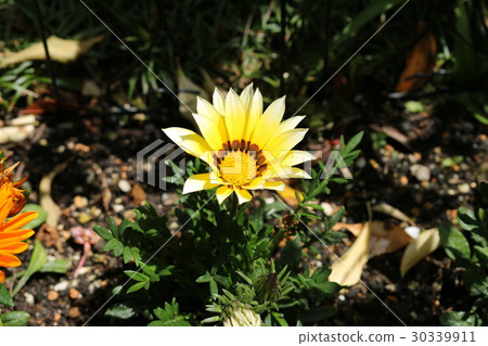 勳章菊屬 30339911