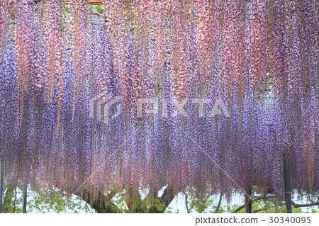  紫藤花 30340095