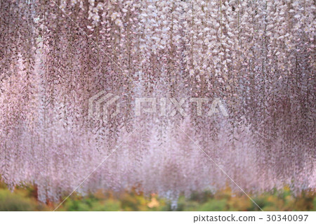 紫藤花 紫藤花 30340097