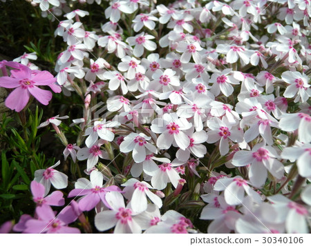 Moss phlox Moss phlox 30340106
