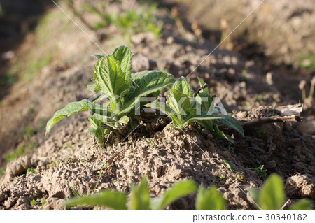 Yacon發芽 30340182
