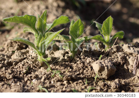 Yacon發芽 30340183