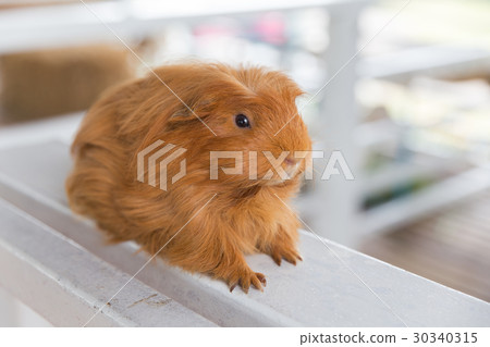 Guinea Pig, Cavia porcellus Guinea Pig, Cavia porcellus 30340315
