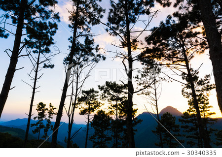 Colorful sunset sky with pine tree on mountain 30340335