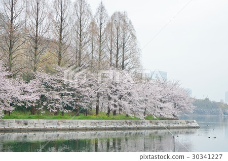 春天，櫻花，大阪城公園 30341227