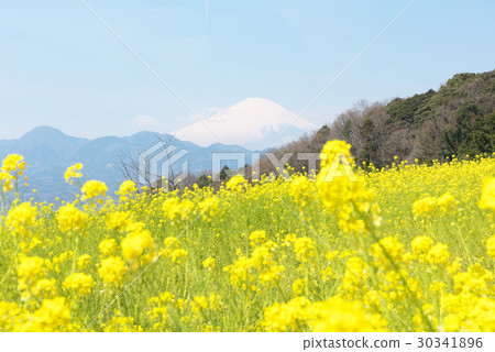 Rapeseed field and Mt. Fuji in spring Rapeseed field and Mt. Fuji in spring 30341896