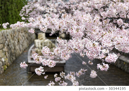 Ichinoya的櫻花 Ichinoya的櫻花 30344195