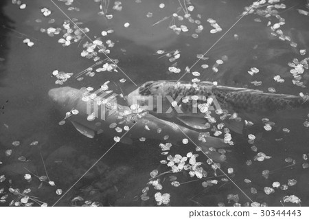 鯉魚 30344443