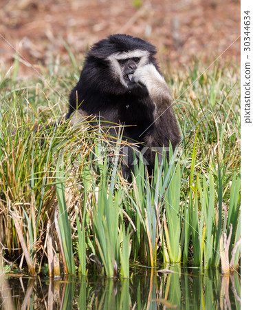 Adult white handed gibbon 30344634