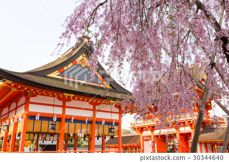 Fushimi Inari Taisha Cherry Blossoms and Foreign residence Kyoto Prefecture Fushimi-ku, Kyoto City * Shot in April 2017 Fushimi Inari Taisha Cherry Blossoms and Foreign residence Kyoto Prefecture Fushimi-ku, Kyoto City * Shot in April 2017 30344640