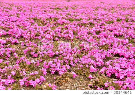 Shiba Sakura Scarlet Frame Shiba Sakura Scarlet Frame 30344641