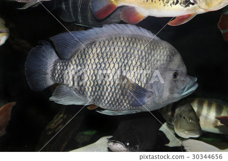 Tilapia length 50 cm in the aquarium 30344656