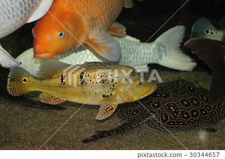 When there are a lot of fish in the aquarium 30344657