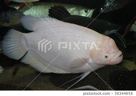 This is albino gouramy - 10 y. o.. 70cm 30344658