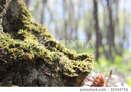 The moss on the tree The moss on the tree 30344758
