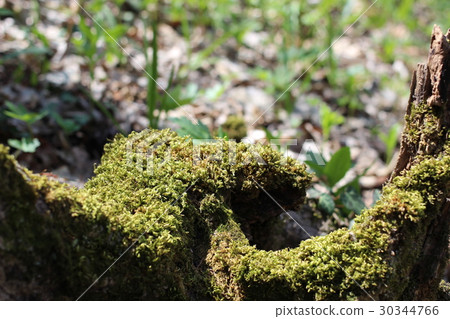 The moss on the tree 30344766