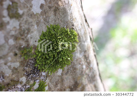 The moss on the tree 30344772