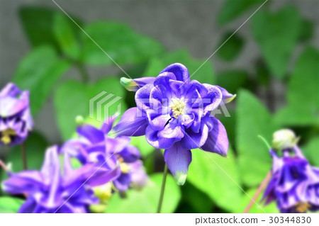 鴿的 鴿的 30344830