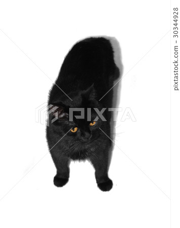 Black cat shot from above 30344928