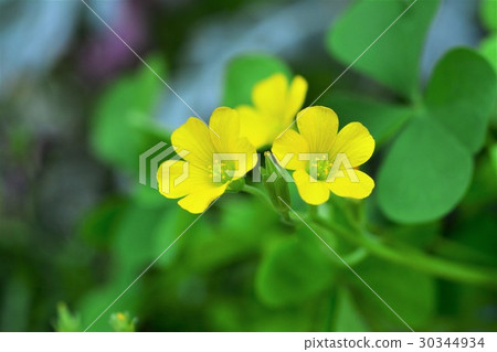 Otarukatabi 30344934