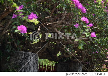 台南,321巷,花,木,老建築,日式,兵工廠,宿舍,歷史,日據時代,軍官宿舍,整修,文創 30345031