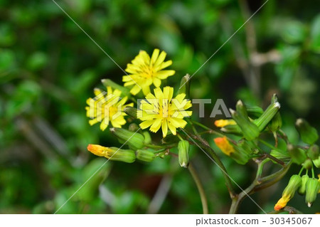 Onita Birako 30345067