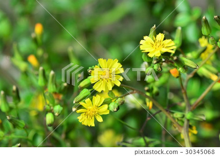 Onita Birako 30345068