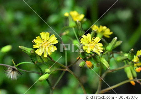 Onita Birako 30345070