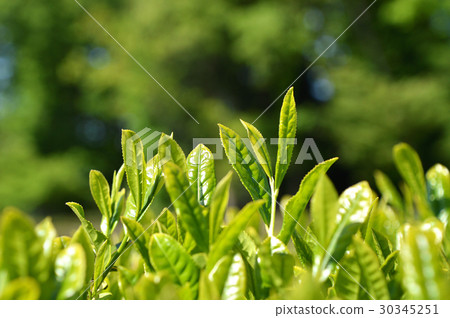 茶園 茶園 30345251