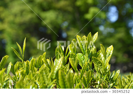 Tea plantation 30345252