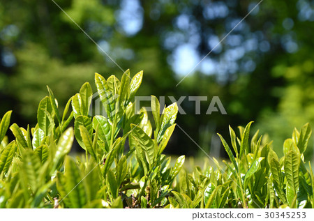 茶園 茶園 30345253