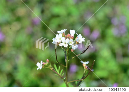 Tanetsukesbana Tanetsukesbana 30345290