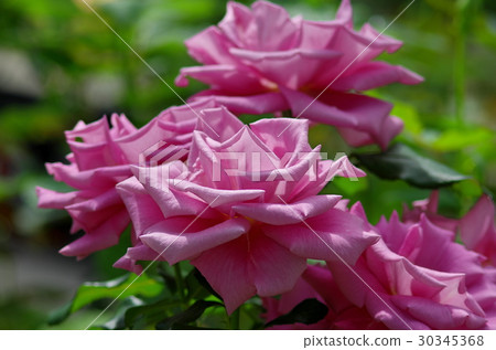 Rose flowers of large wheels Rose flowers of large wheels 30345368
