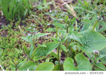 Brunnera ,Siberian Bugloss. 30345393