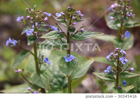 Brunnera ,Siberian Bugloss. 30345416