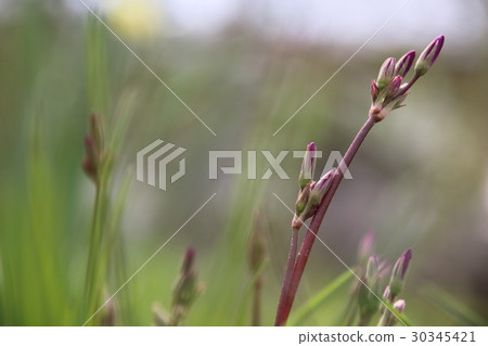 Pink Dodecatheon 30345421