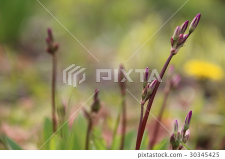 Pink Dodecatheon 30345425