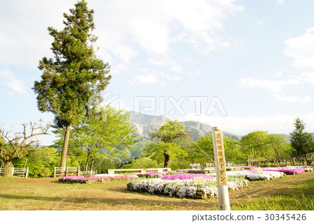 Riruyama Park Mishiba cherry tree 30345426