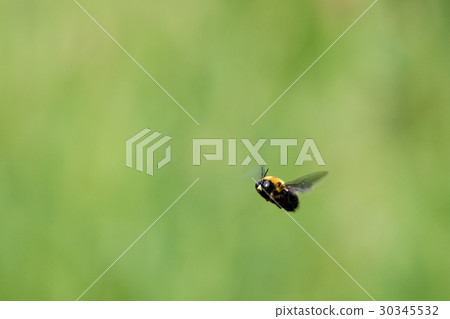 Bear bee spring bean spring 30345532